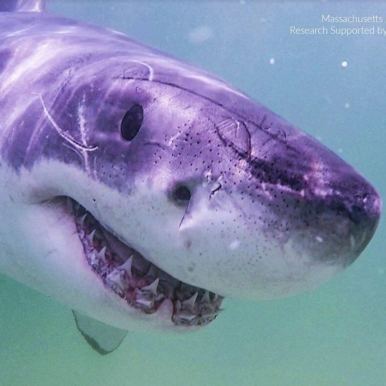 Great white sharks head north, following seals and alarming beachgoers